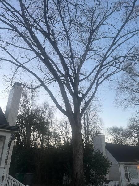Adonai Tree Services