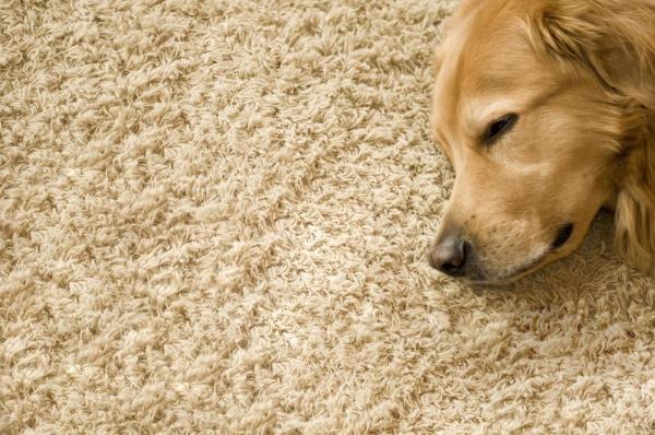 Bermon Carpet Cleaning