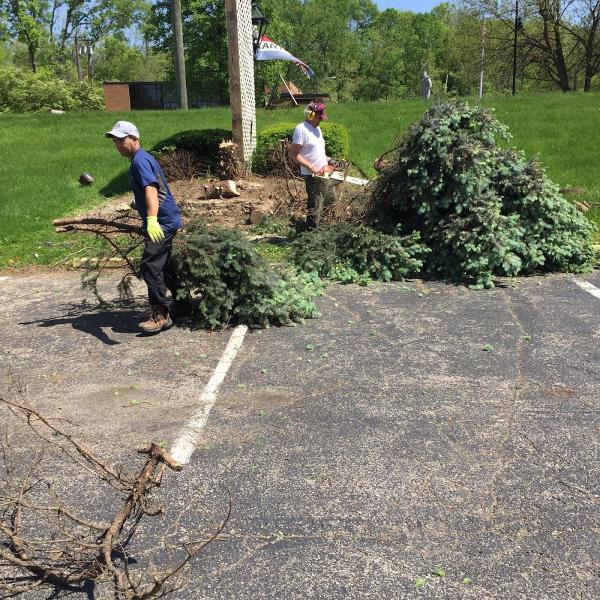 Shawnee Tree