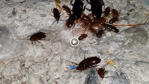 Jeffcoat Pest & Home