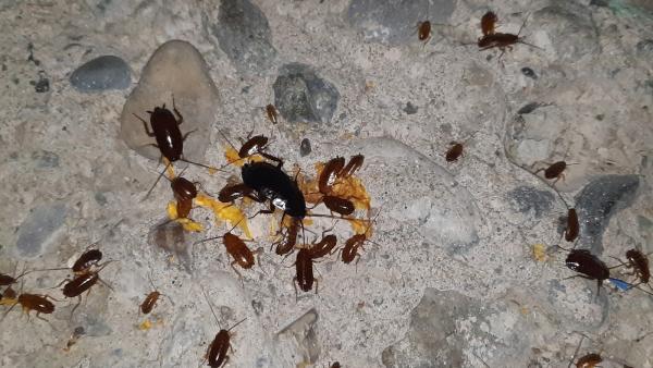 Jeffcoat Pest & Home