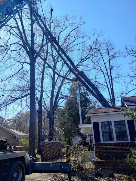 Aaaa+ Phillips Tree Service