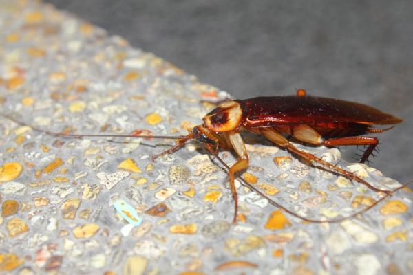 It's Bugs Or Us Pest Control