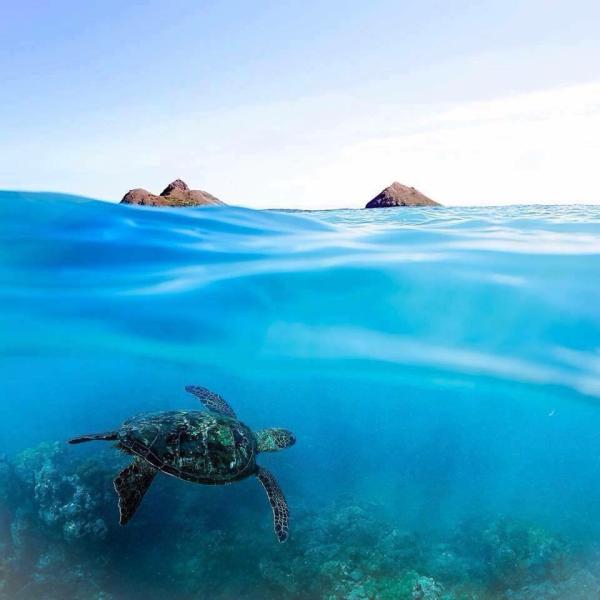 Island Style Luxury RE / Stephanie L Lopez