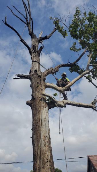 Updown Arborist LLC