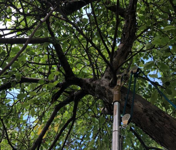 Updown Arborist LLC
