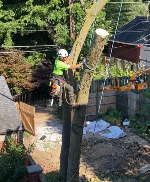 Updown Arborist LLC