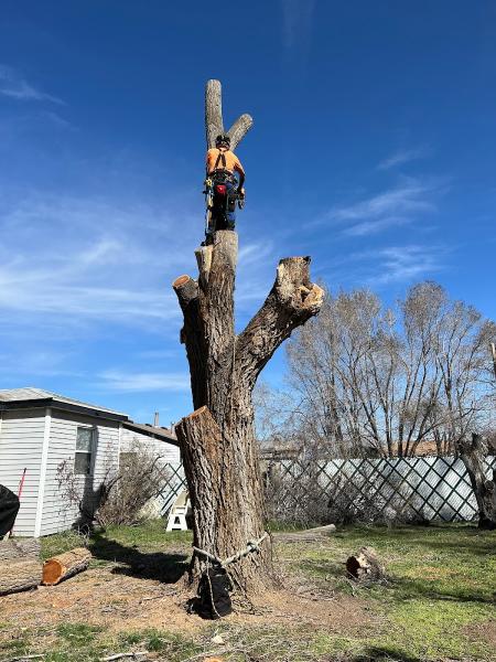 Tim's Tree Care