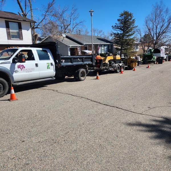 Nick Lewis Tree Services
