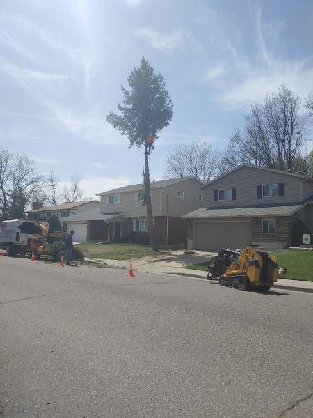 Nick Lewis Tree Services