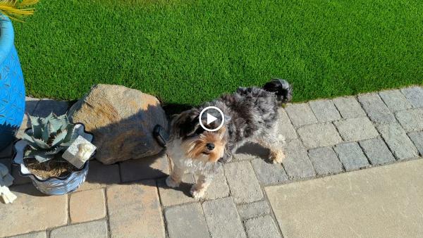 Turf-Care Landscape