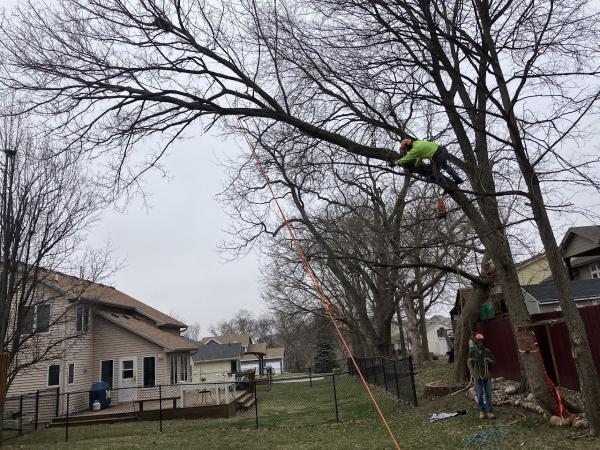Clean Cut Tree Service