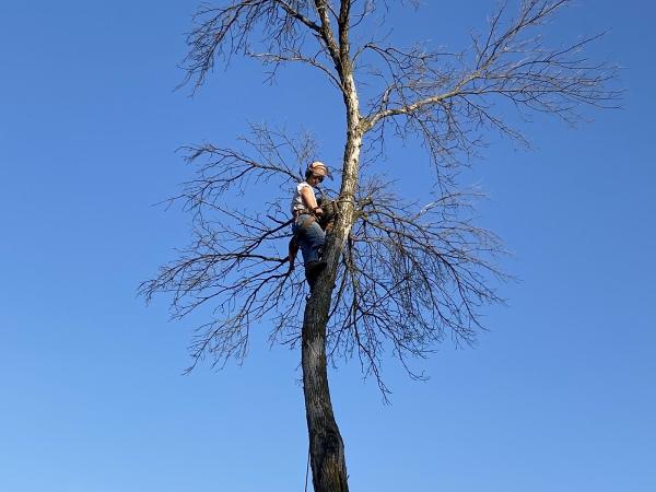 Clean Cut Tree Service