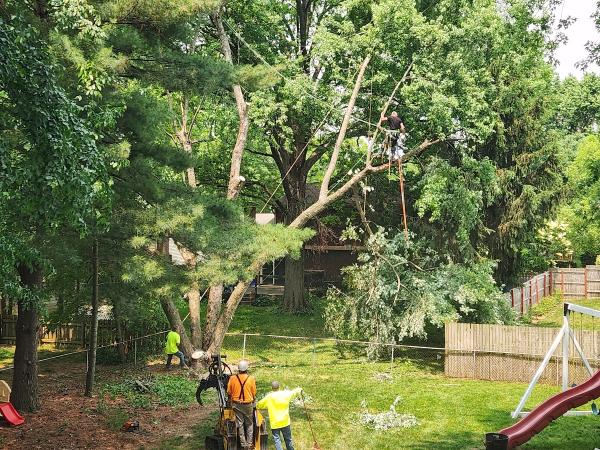 JTS Tree & Landscape