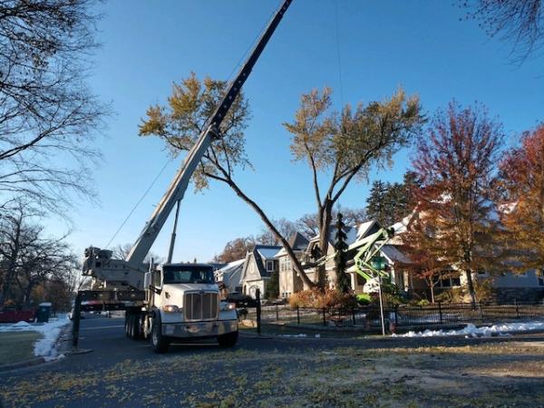 Twin Pines Tree Care & Landscaping