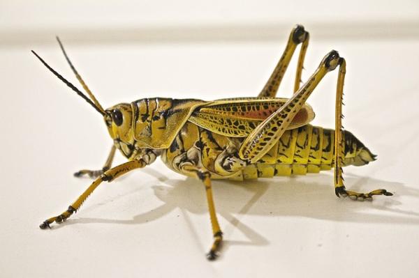 Presto Pest Control Inc