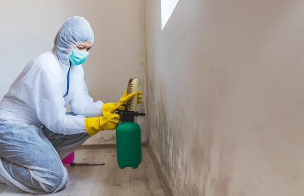 Chesterfield Mold Removal Solutions