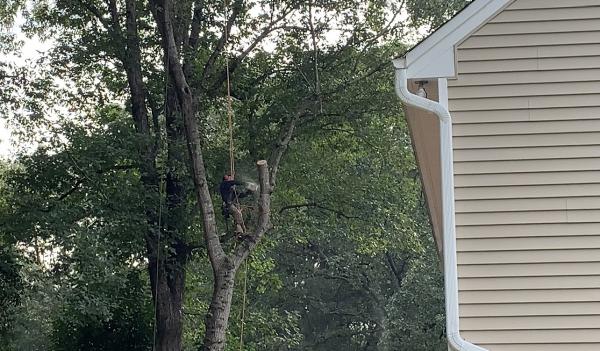 Luant Tree Service