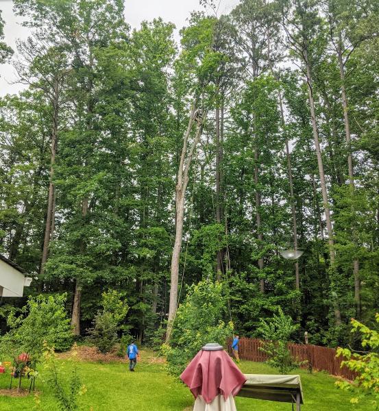 Luant Tree Service