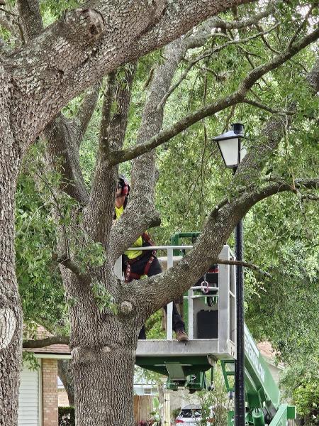 Jax Tree Removal