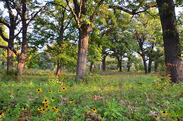 Good Oak Ecological Services