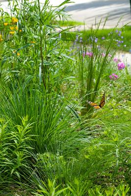 Good Oak Ecological Services