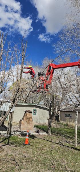 Tree Climbers Services and Landscape Projects