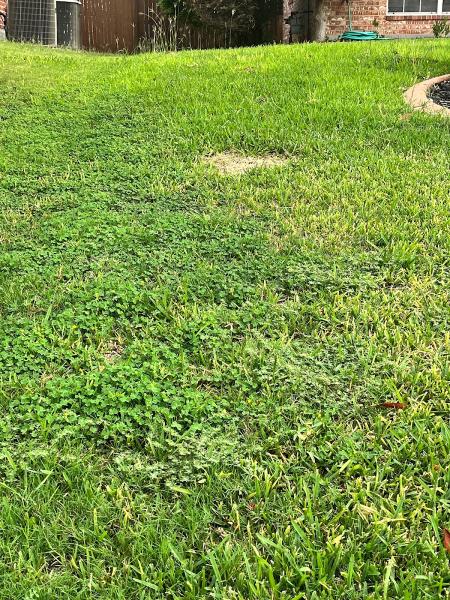 Vista Turf