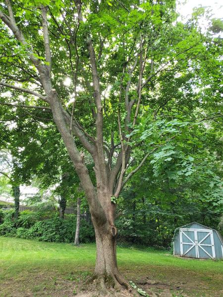 A Better Way Tree Care