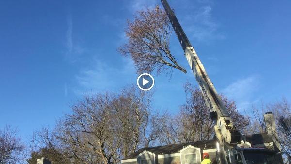 Lyle Blum Tree Service