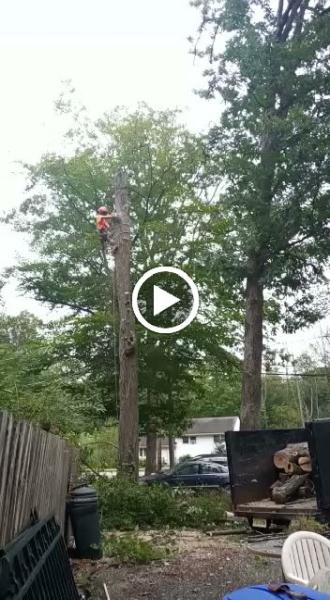 Leo Tree Service