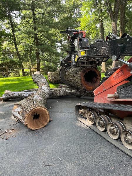 Leo Tree Service