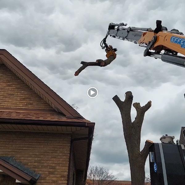 WPS Tree Service