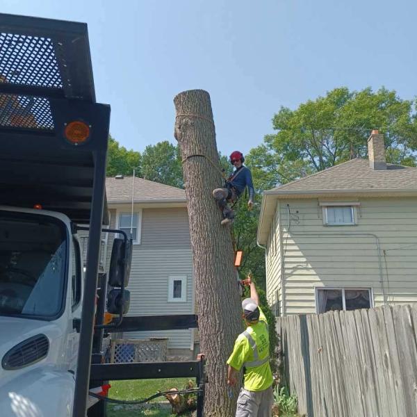 WPS Tree Service