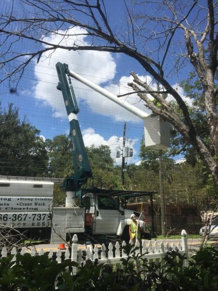 Forrest Stump Tree Service Orlando