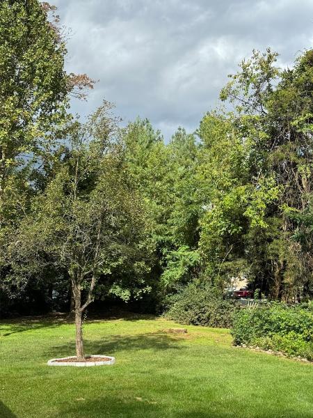 Mountain View Tree Service LLC