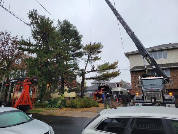 Mountain View Tree Service LLC