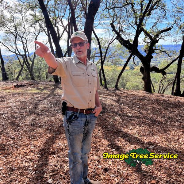 Image Tree Service