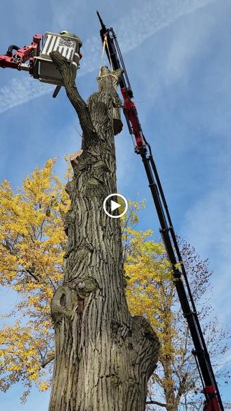 American Tree Dayton