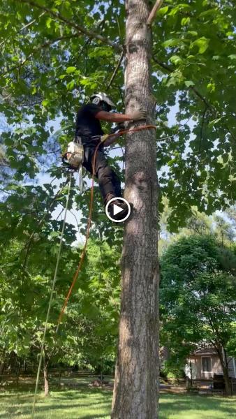 Green Leaf Tree Service