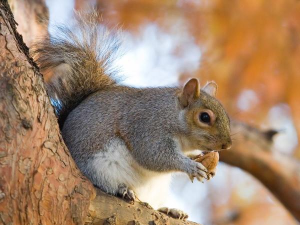 Sterling Wildlife Animal Control Trapping Services