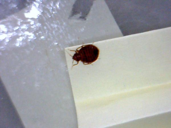 Bed Bug Exterminator Richmond