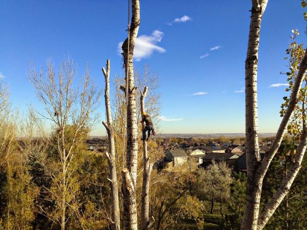 Mapleton Tree Company