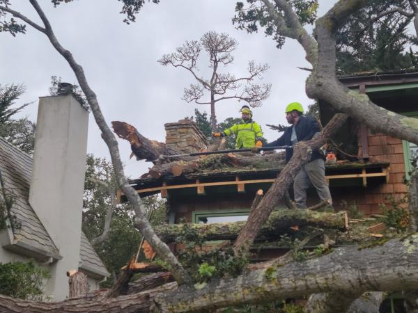 John Ley Tree Service