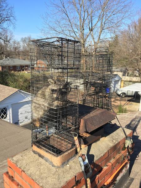 Kyote Wildlife Control