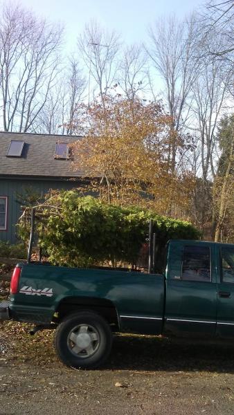 Top Notch Tree & Stump Removal