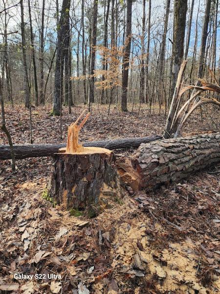 Rapid Tree Service