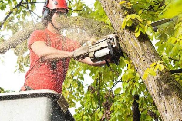 Big Ben's Tree Service