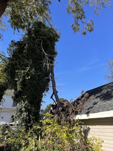 Darrin Tree Service
