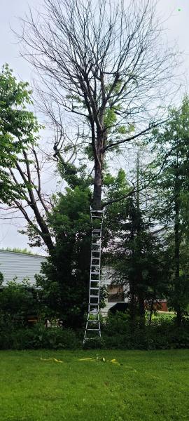 Liberty Tree Service